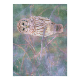 Poster Barred Owl Pastel Peinture numérique d'huile