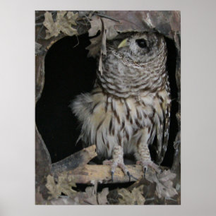 Poster Barred Owl - Voici un regard sur vous