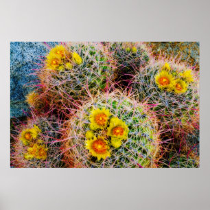 Poster Barrel cactus close up, California