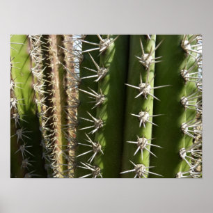 Poster Barrel Cactus II Désert Nature Photo
