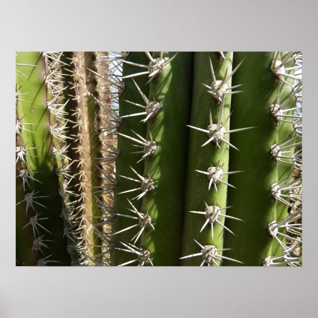 Poster Barrel Cactus II Désert Nature Photo (Devant)