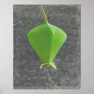 Poster Barringtonia Acutangula
