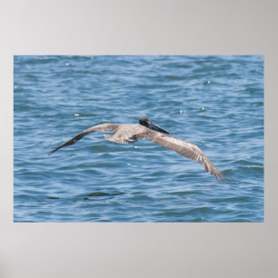 Poster bas du pélican volant