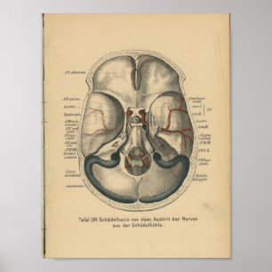 Poster Base de crâne d'impression d'anatomie allemande vi