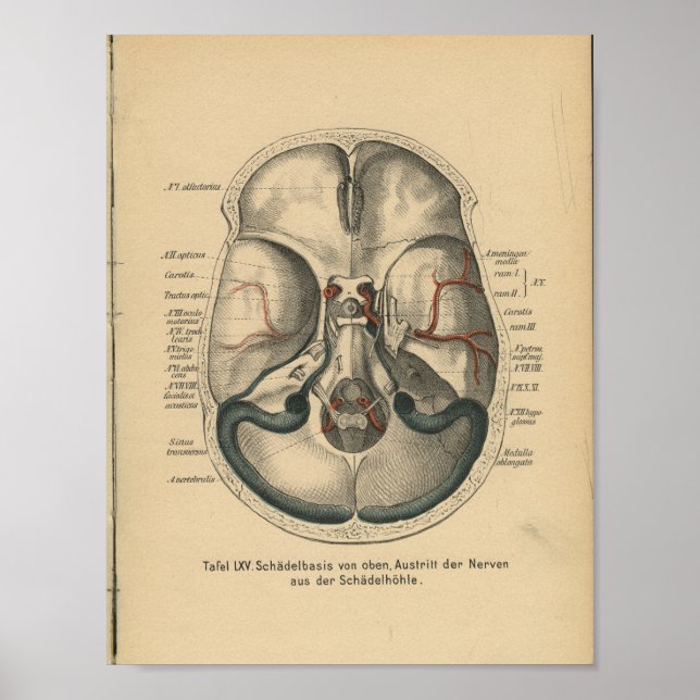 Poster Base de crâne d'impression d'anatomie allemande vi (Devant)