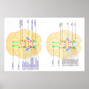 Poster base de l'image du cerveau anglais & japonais