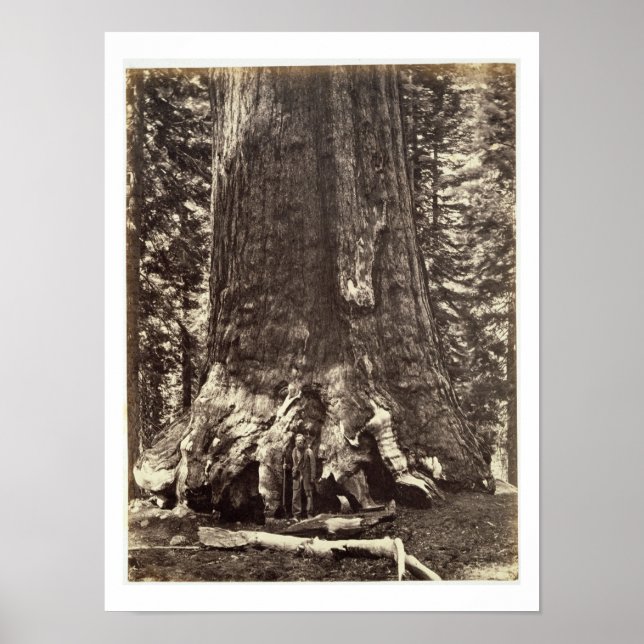 Poster Base du géant du Grizzly, du livre 'Le Yosemite (Devant)
