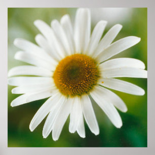 Poster Basière oculaire blanche - Leucanthemum vulgare