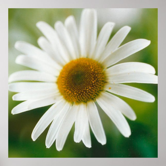 Poster Basière oculaire blanche - Leucanthemum vulgare (Devant)