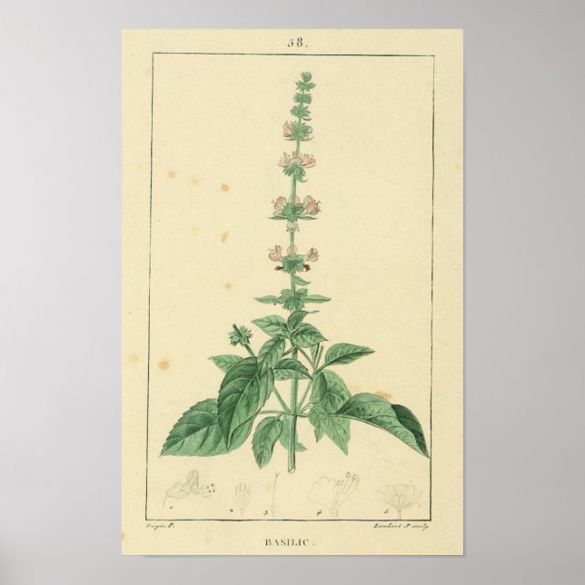 Poster Basilic, Basil Plante (Devant)