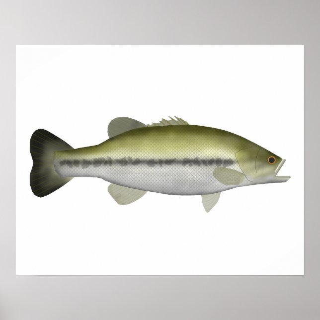 Poster Basse à grande bouche (Devant)
