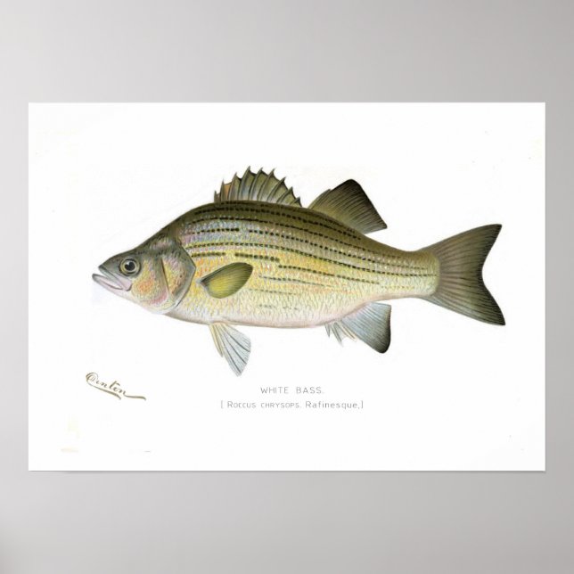 Poster Basse blanche (Devant)