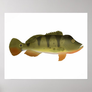 Poster Basse de Peacock