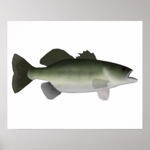Poster Basse Floride