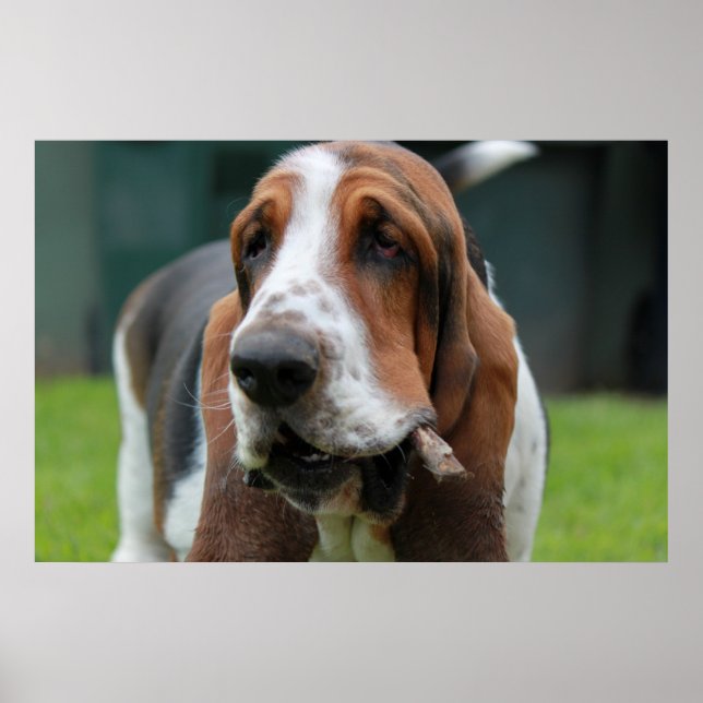Poster Basset Hound (Devant)