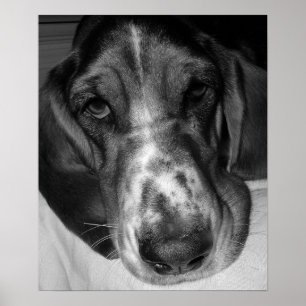 Poster Basset Hound