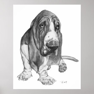 Poster Basset Hound