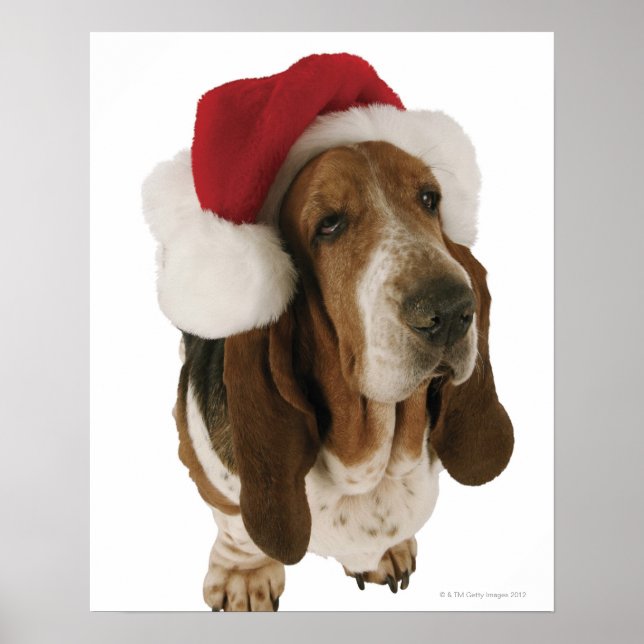 Poster Basset hound à Santa hat (Devant)