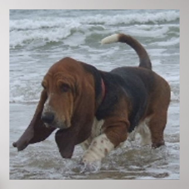 Poster Basset Hound At The Sea (Front)