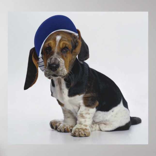 Poster Basset Hound Chiot Avec Visiteur (Devant)