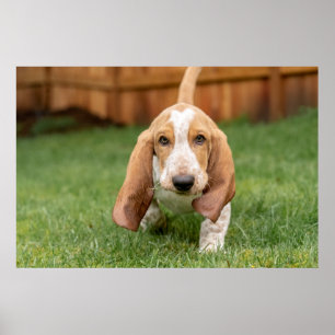 Poster Basset Hound chiot marche