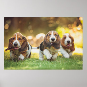 Poster Basset Hound Puppies Running