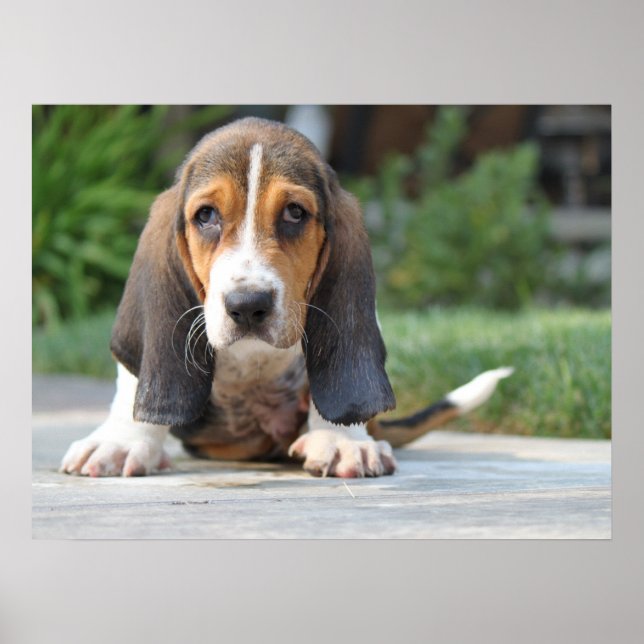Poster Basset Hound Puppy (Devant)