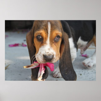Poster Basset Hound Puppy