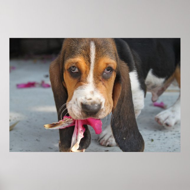 Poster Basset Hound Puppy (Devant)