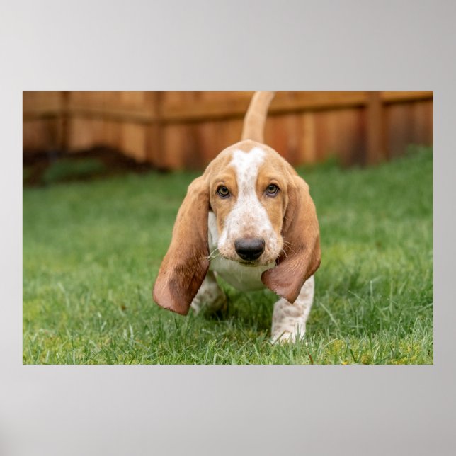 Poster Basset Houng (Devant)