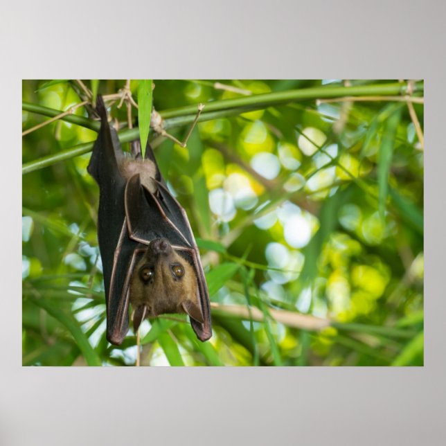 Poster Bat (Devant)