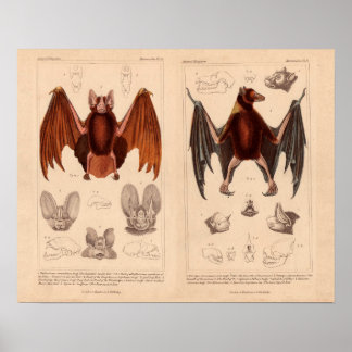 Poster Bat imprimer chauve-souris de fruits et chauve-sou