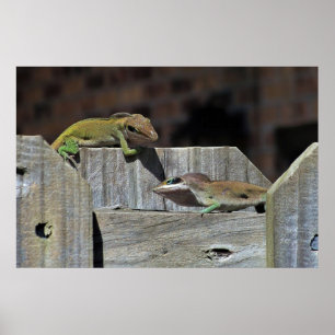 Poster Bataille Mini Dragon