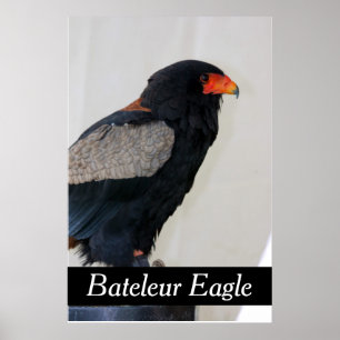 Poster Bateleur Eagle