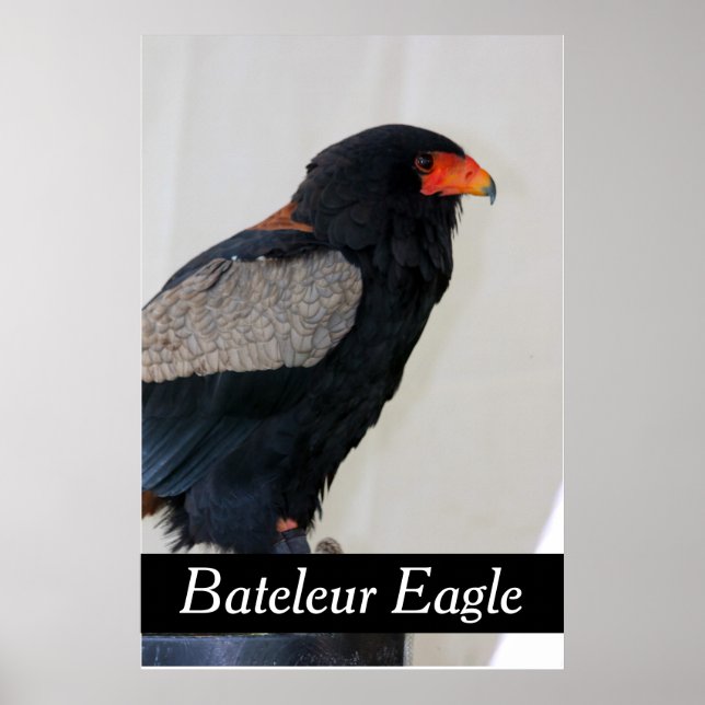 Poster Bateleur Eagle (Devant)