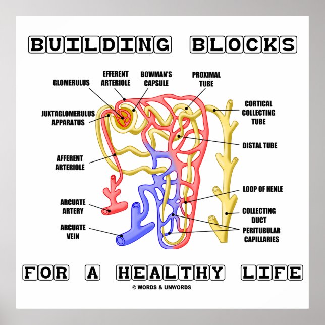 Poster Bâtir Des Blocs Pour Une Vie Saine Nephron Du Rein (Devant)