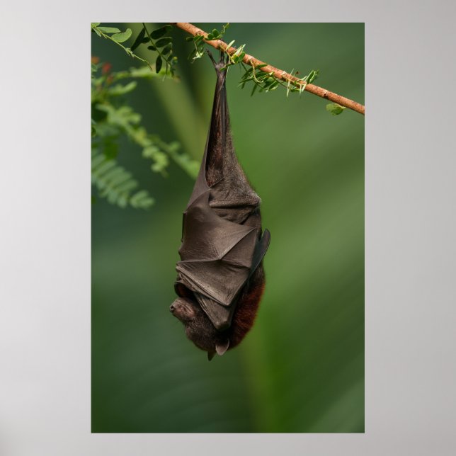Poster Bat's Tranquil Nap - Un regard sur un livre vert (Devant)