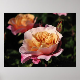 Poster Batterie distante Rose d'arbustes 143