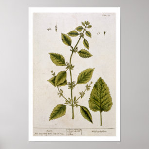 Poster Baume, assiette 27 de 'A Curious Herbal', publié