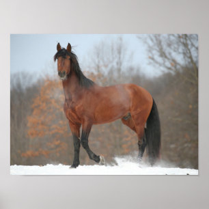 Poster Bay Andalucian Stallion Standing In Snow