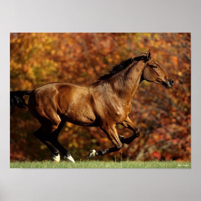 Poster Bay Warmblood Running Automne Arrière - plan (Devant)