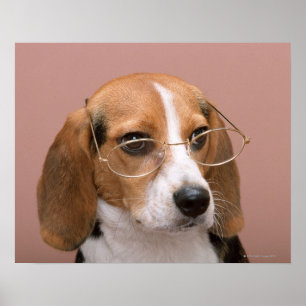 Poster Beagle