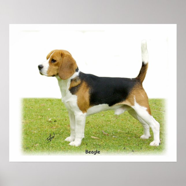 Poster Beagle 9J27D-02 (Devant)