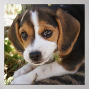 Poster Beagle de chiot