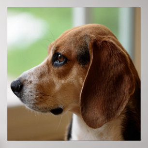 Poster Beagle de rêve du jour