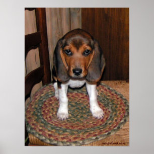 Poster beagle Puppy