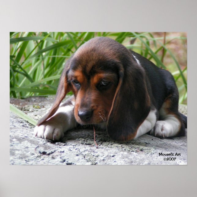 Poster beagle Puppy (Devant)