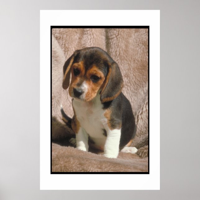 Poster beagle Puppy (Devant)