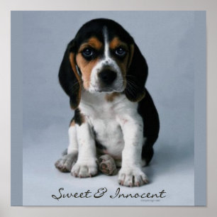 Poster Beagle Puppy Dog Photo