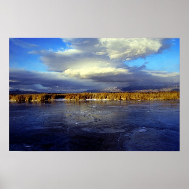 Poster Bear (Devant)